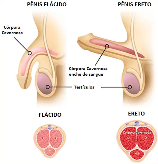 Pica do anão funcionamento